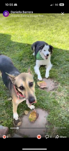 Lost Female Dog last seen Atherton and Fanwood, Long Beach, CA 90815