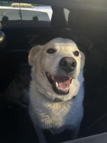 Found/Stray Female Dog last seen Arlington Tx, Arlington, TX 76012