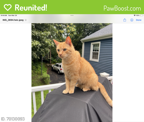 Reunited Male Cat last seen Marvin Lane and Larry Lane, Commack NY, Commack, NY 11725