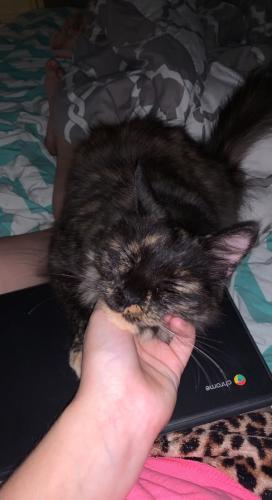 Lost Female Cat last seen Airport Rd and Hwy 16, Maiden, NC 28650