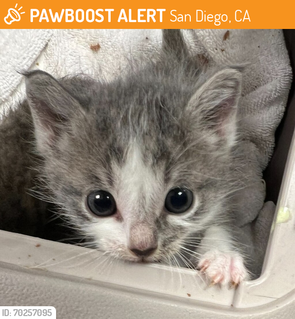 San Diego, CA Lost Female Cat, Star Is Missing | PawBoost