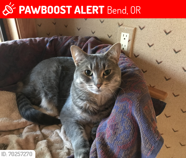 Lost Male Cat last seen Northwest Crossing / Lolo , Bend, OR 97703