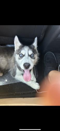 Lost Female Dog last seen Near E kennedale, Forest Hill, TX 76140