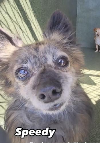 Lost Male Dog last seen Carson Shelter, Gardena, CA 90248