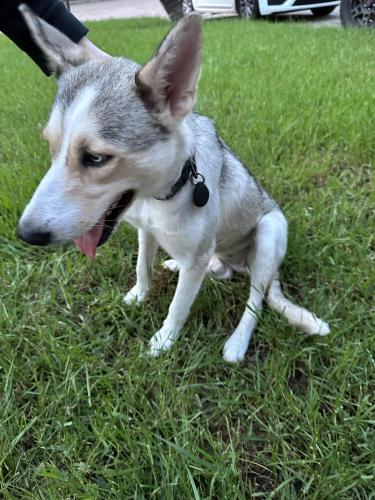 Lost Female Dog last seen Sand pass ln , Houston, TX 77065