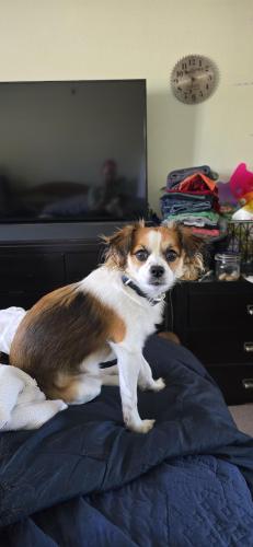 Lost Male Dog last seen By the casino , Cal-Nev-Ari, NV 89039