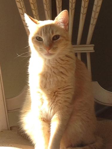 Lost Female Cat last seen Starkweather and Spring Creek, Rockford, IL 61107