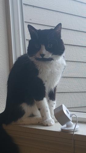 Lost Male Cat last seen Holgate and 122nd, Portland, OR 97236