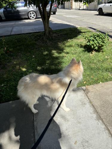 Lost Male Dog last seen Near 18th st, Sacramento, CA 95811