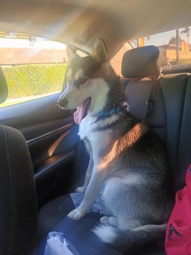 Lost Male Dog last seen Mendy and Garfield , Paramount, CA 90723