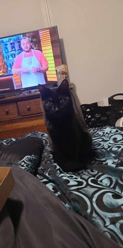 Lost Female Cat last seen The Meadows Mobile  Park, Maryville, TN 37801