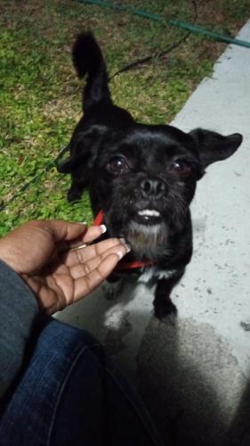 Lost Male Dog last seen Cherry Road, West Palm Beach, FL 33409