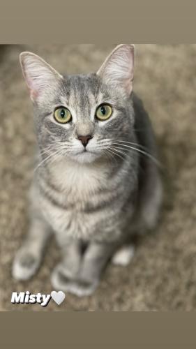 Lost Female Cat last seen Lancaster, Lancaster, TX 75146