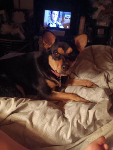 Lost Female Dog last seen Winchester and ross rd, Memphis, TN 38141