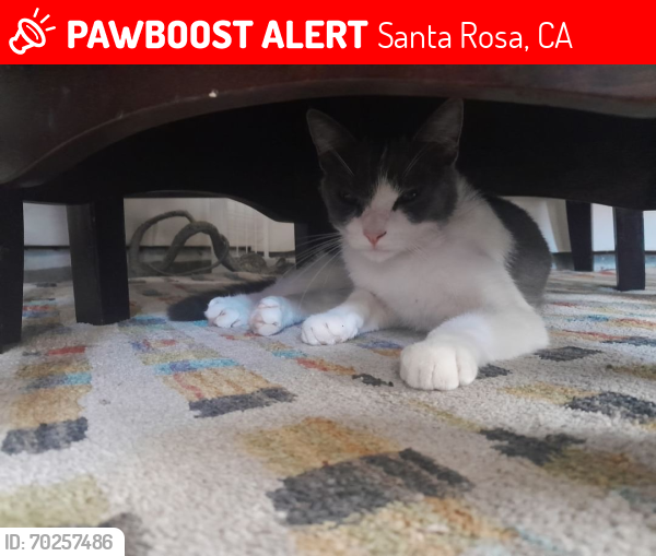 Lost Female Cat last seen Near Hearn Ave Santa Rosa, CA  95407 United States, Santa Rosa, CA 95407