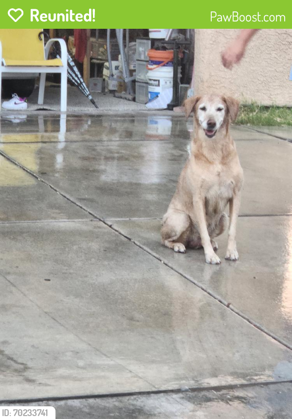 Reunited Female Dog last seen Hollywood &alto, Sunrise Manor, NV 89156