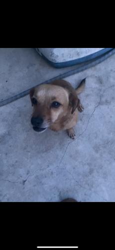 Lost Female Dog last seen Elm valley, San Antonio, TX 78242