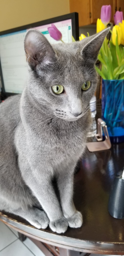 Lost Male Cat last seen Collegeway & Colonial, Mississauga, ON L5L 4Z5