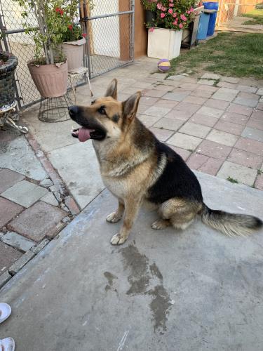 Lost Male Dog last seen Downey Ave and Imperial Hwy, Downey, CA 90242
