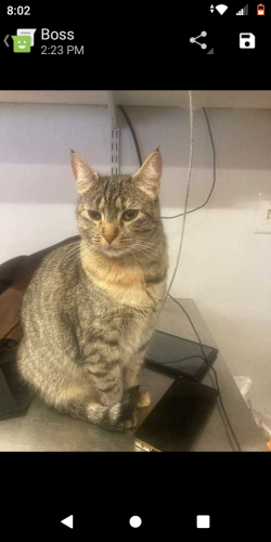 Lost Female Cat last seen Onondaga and Russia , San Francisco, CA 94112