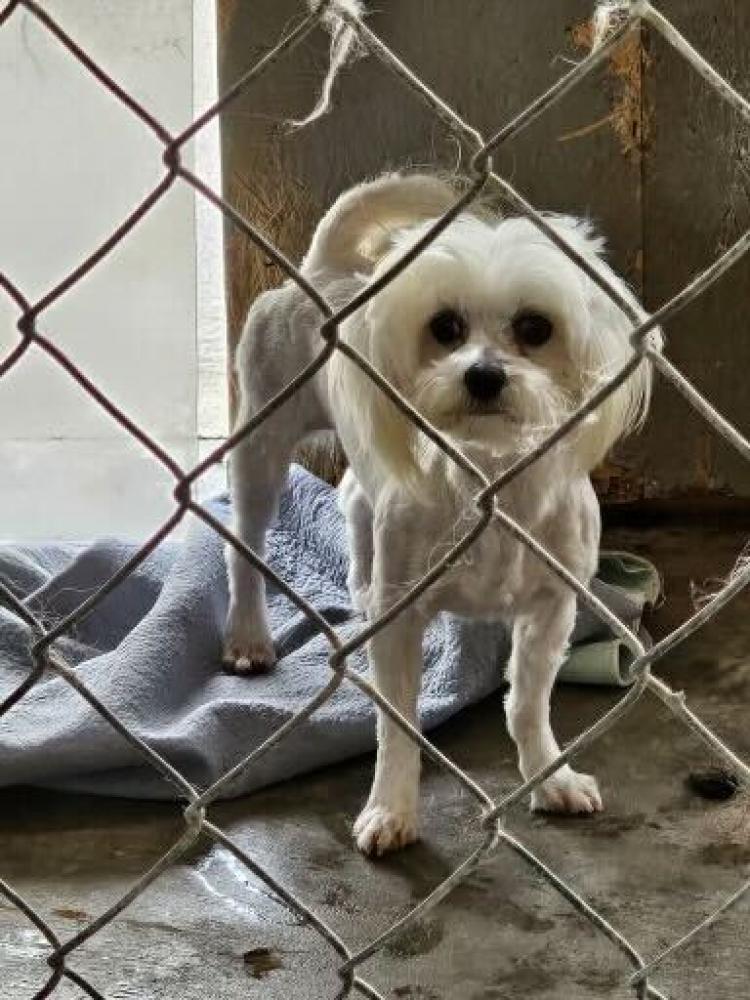 Shelter Stray Male Dog last seen Sevier County, TN , Pigeon Forge, TN 37862