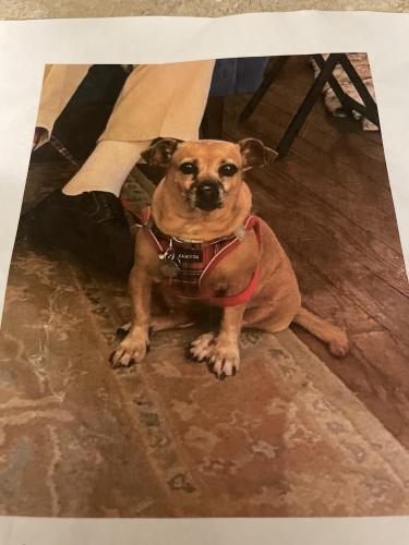 Lost Female Dog last seen Brown and Stapley , Mesa, AZ 85203