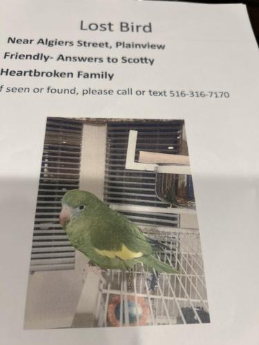 Lost Unknown Bird last seen Algiers street and Plainview road, Plainview, NY 11803