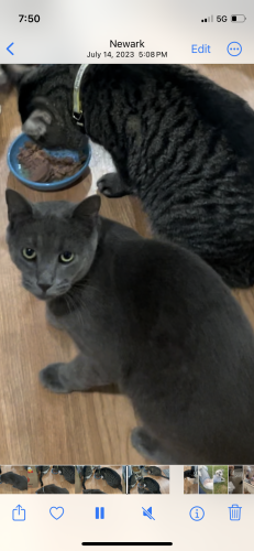 Lost Male Cat last seen Oxford st newark nj 07105, Newark, NJ 07105