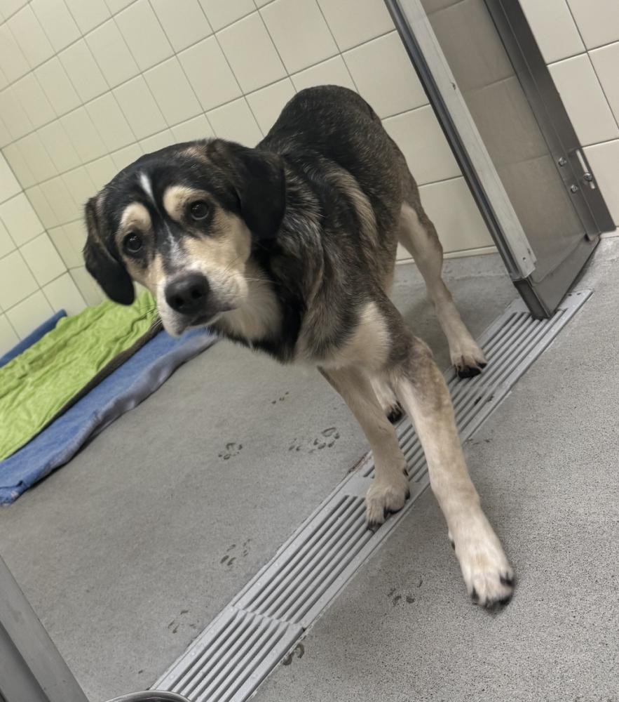 Shelter Stray Male Dog last seen Near E Trent Avenue, SPOKANE VALLEY, WA, 99212, Spokane, WA 99212