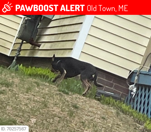 Lost Female Dog last seen Brunswick St old town , Old Town, ME 04468