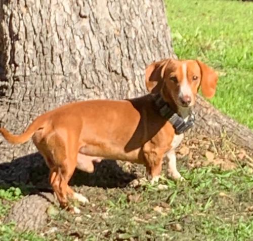Lost Male Dog last seen Near San Luis , San Antonio, TX 78207