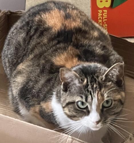 Lost Female Cat last seen Prince George’s animal shelter , Upper Marlboro, MD 20772