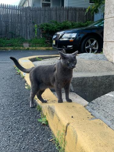 Lost Male Cat last seen Oak Tree Road and Coreja Avenue, Iselin, Woodbridge Township, NJ 08830
