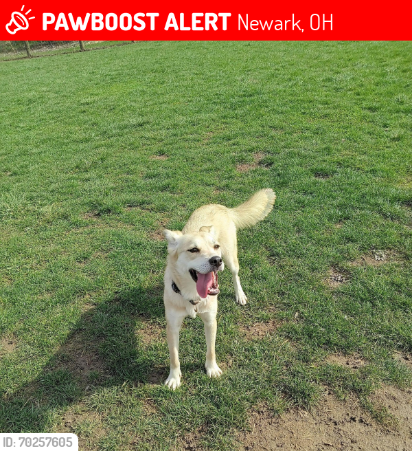 Lost Female Dog last seen Buckingham and Wallace st, Newark, OH 43055