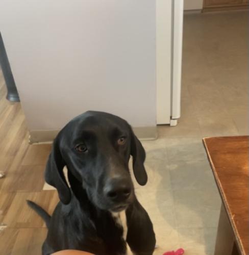 Lost Male Dog last seen County road 8, Fort Lupton, CO 80621