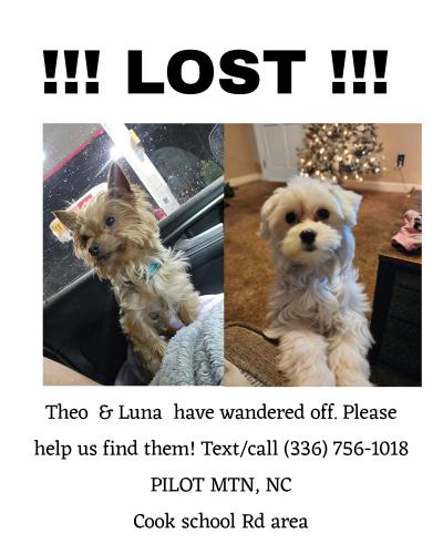 Lost Male Dog last seen Jenny ln, Pilot mountain,NC, Surry County, NC 27041