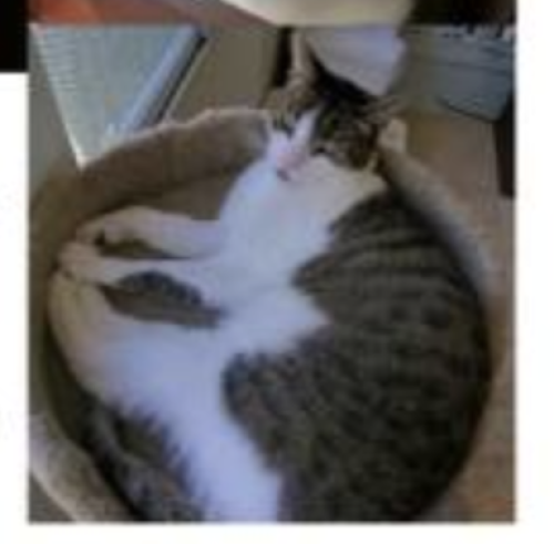 Lost Male Cat last seen Natal Drive and Iowa Street , Westminster, CA 92683