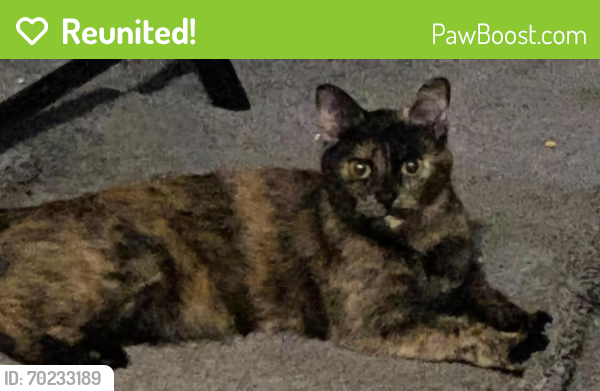 Reunited Female Cat last seen Evergreen and melrose , Southfield, MI 48075