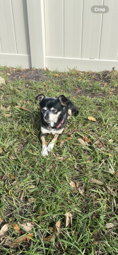 Lost Female Dog last seen Symmes Rd between Us 41 & East Bay, Gibsonton, FL 33534