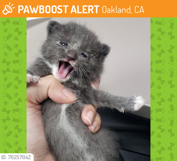 Shelter Stray Male Cat last seen Oakland, CA 94607, Oakland, CA 94601