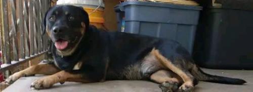 Lost Male Dog last seen Near NW 36th Street OKC, OK 73112, Oklahoma City, OK 73112