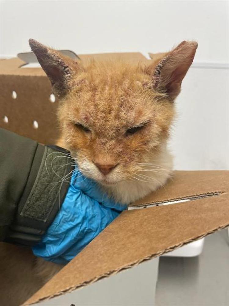 Shelter Stray Female Cat last seen UNDERWOOD X JENNINGS, San Francisco, CA 94103