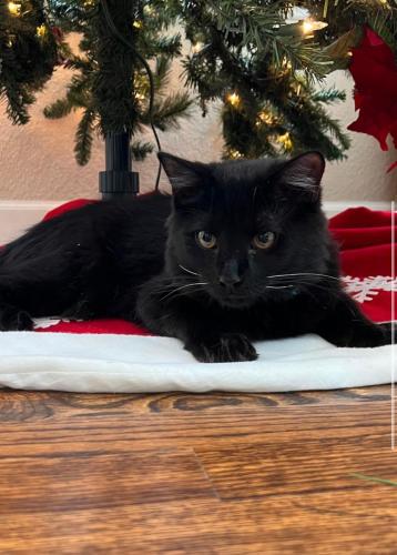 Lost Male Cat last seen Chandon and Poston , Highlands Ranch, CO 80126
