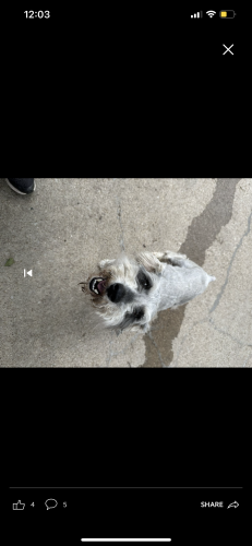Found/Stray Male Dog last seen Skylark street Arlington , Arlington, TX 76010