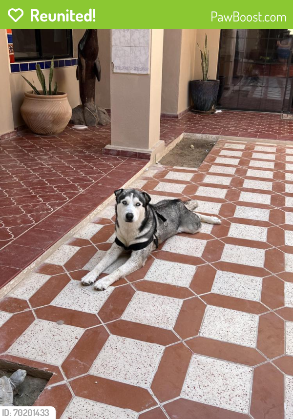Reunited Male Dog last seen 23rd ave & Missouri , Phoenix, AZ 85015