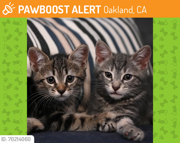 Shelter Stray Female Cat last seen Oakland, CA 94603, Oakland, CA 94601