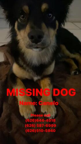 Lost Male Dog last seen On fifth St and Vernon near memorial park , Azusa, CA 91702