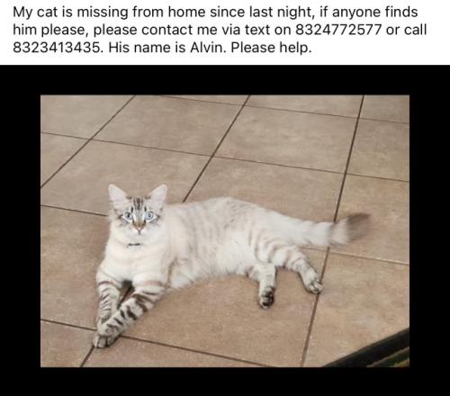 Lost Male Cat last seen Near W Robin Ct, Sun City, AZ 85373