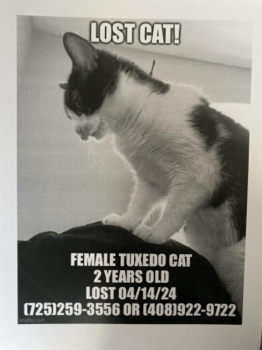 Lost Female Cat last seen Stallings st/ Quarterhorse LN /Pebble/ near s Durango /pebble , Las Vegas, NV 89148