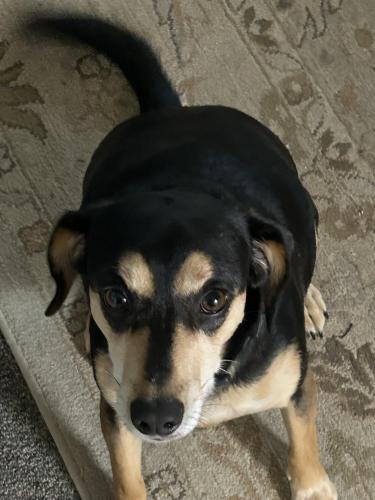 Lost Female Dog last seen 68th Ave & Powhatan Rd, Denver, CO 80249